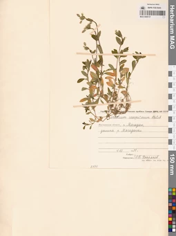 MAG 0006137
