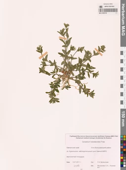 MAG 0006146