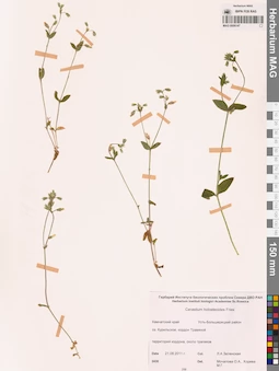 MAG 0006147