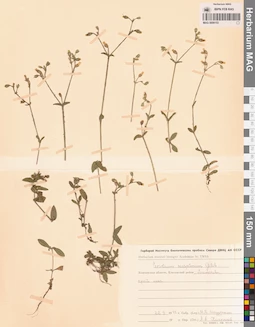 MAG 0006153