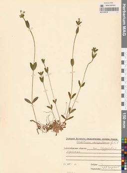 MAG 0006156