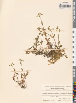MAG 0006157