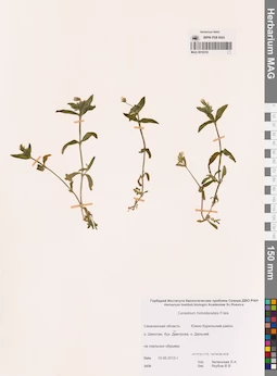 MAG 0010316