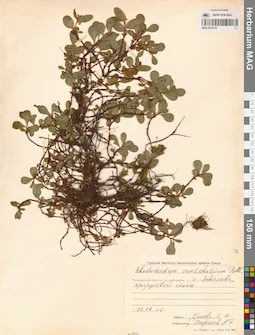 MAG 0016742
