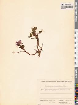 MAG 0016750