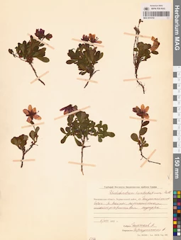 MAG 0016762