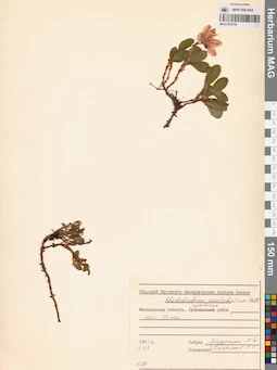 MAG 0016759