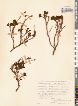 MAG 0016727