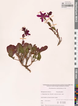 MAG 0016749