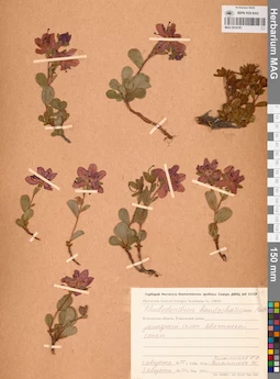 MAG 0016787
