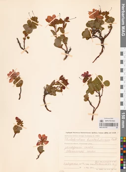 MAG 0016782