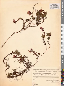 MAG 0016724