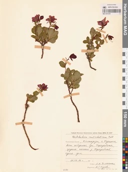 MAG 0016726