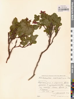 MAG 0016728
