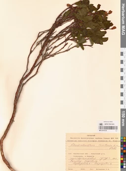 MAG 0016730