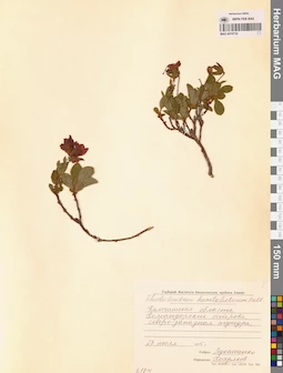 MAG 0016732