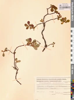 MAG 0016733