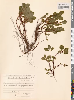 MAG 0016735