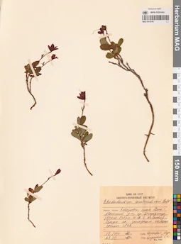 MAG 0016740