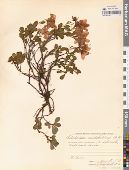 MAG 0016743