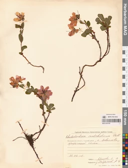 MAG 0016744