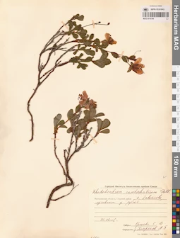 MAG 0016746