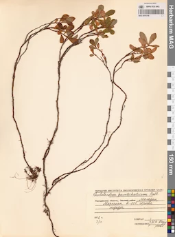 MAG 0016748