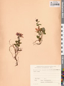 MAG 0016754