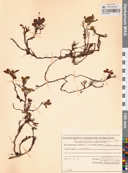MAG 0016755