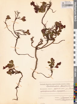 MAG 0016757