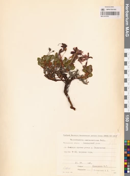 MAG 0016760