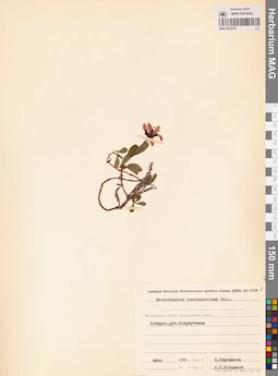 MAG 0016761