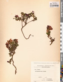 MAG 0016763