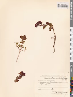 MAG 0016767