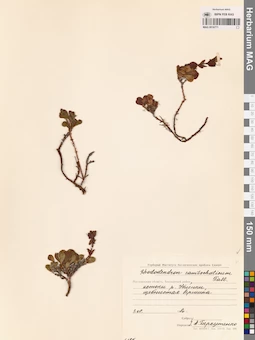 MAG 0016771
