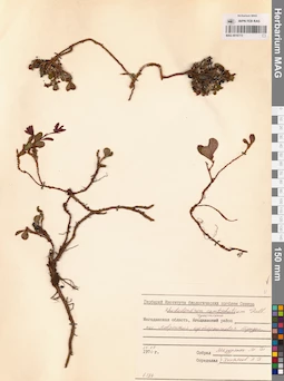 MAG 0016773