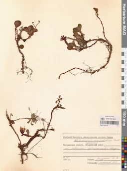 MAG 0016774