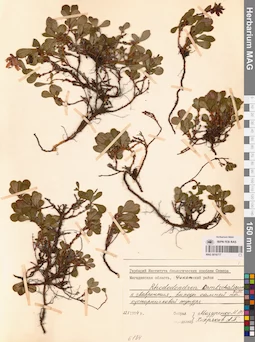 MAG 0016777