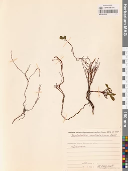 MAG 0016780