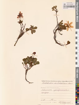 MAG 0016781