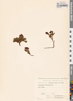 MAG 0016790