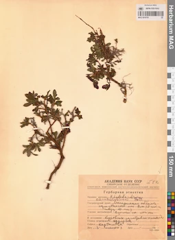MAG 0016791