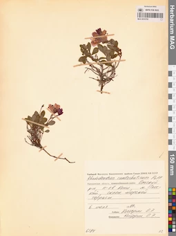 MAG 0016795