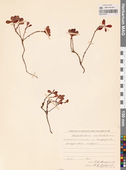 MAG 0016796