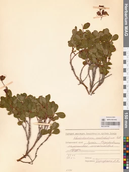 MAG 0016798