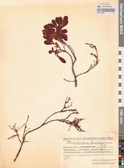 MAG 0016800
