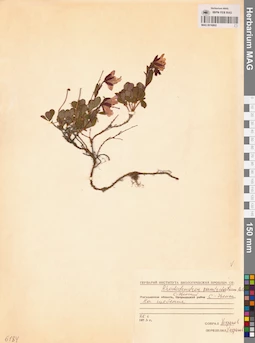 MAG 0016802