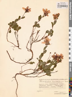 MAG 0016805