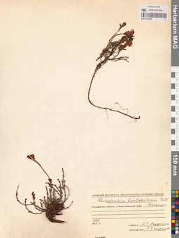 MAG 0016806