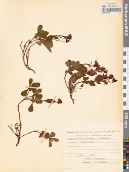 MAG 0016809